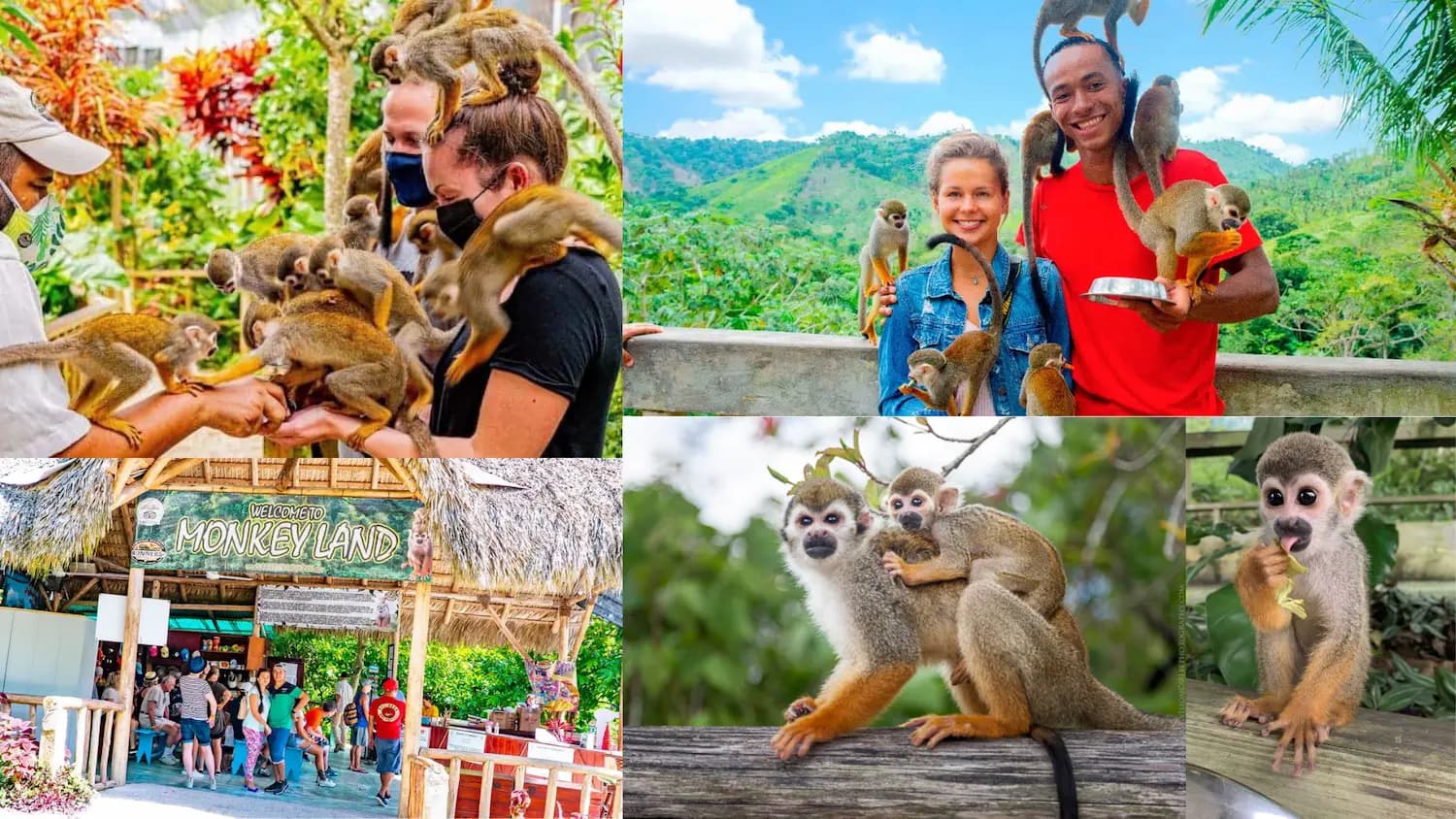 Excursión a Monkeyland